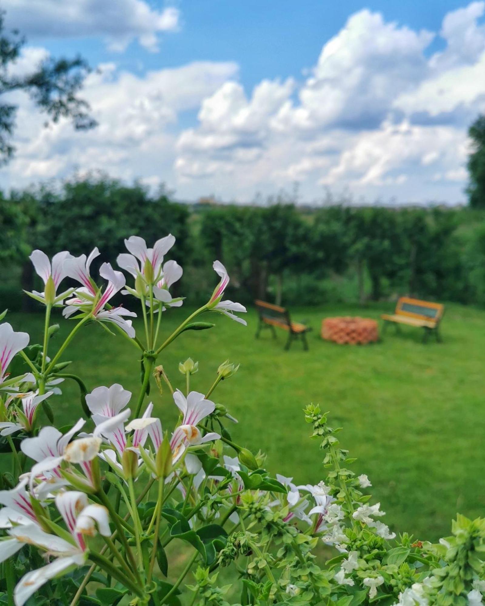 Celeste House Сибиу Экстерьер фото